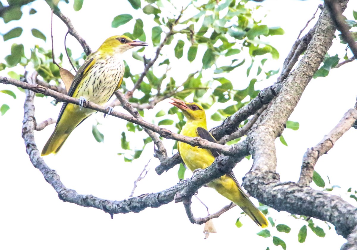 Indian Golden Oriole - Sudesh Kumar