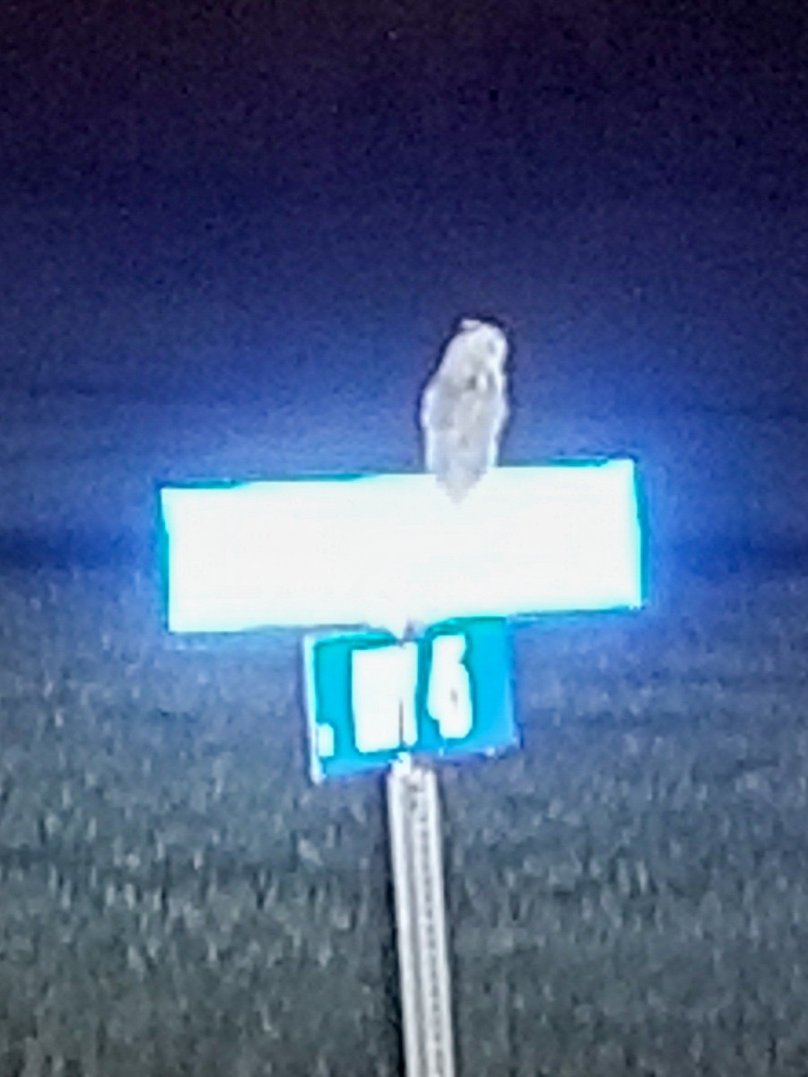 Short-eared Owl - ML250262891