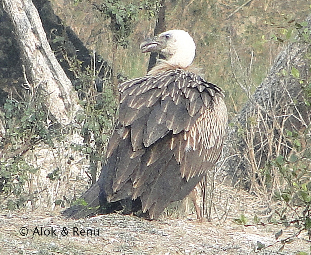 Himalayan Griffon - ML250263041