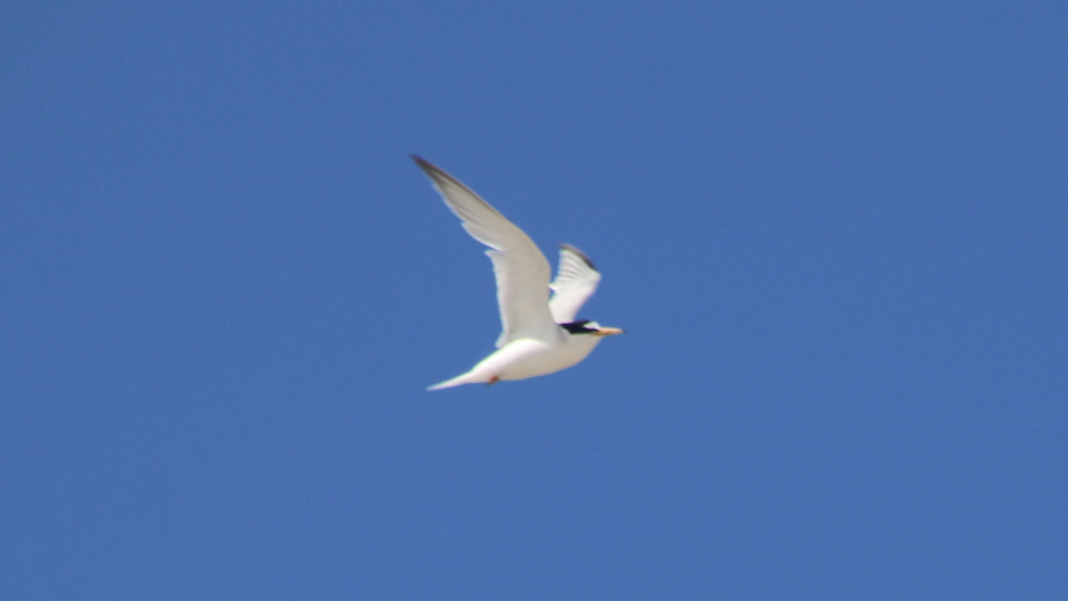 Little Tern - ML250263271