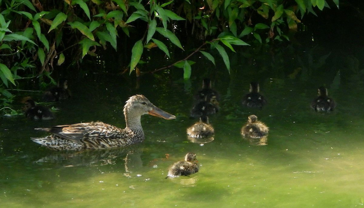 Northern Shoveler - ML250263901