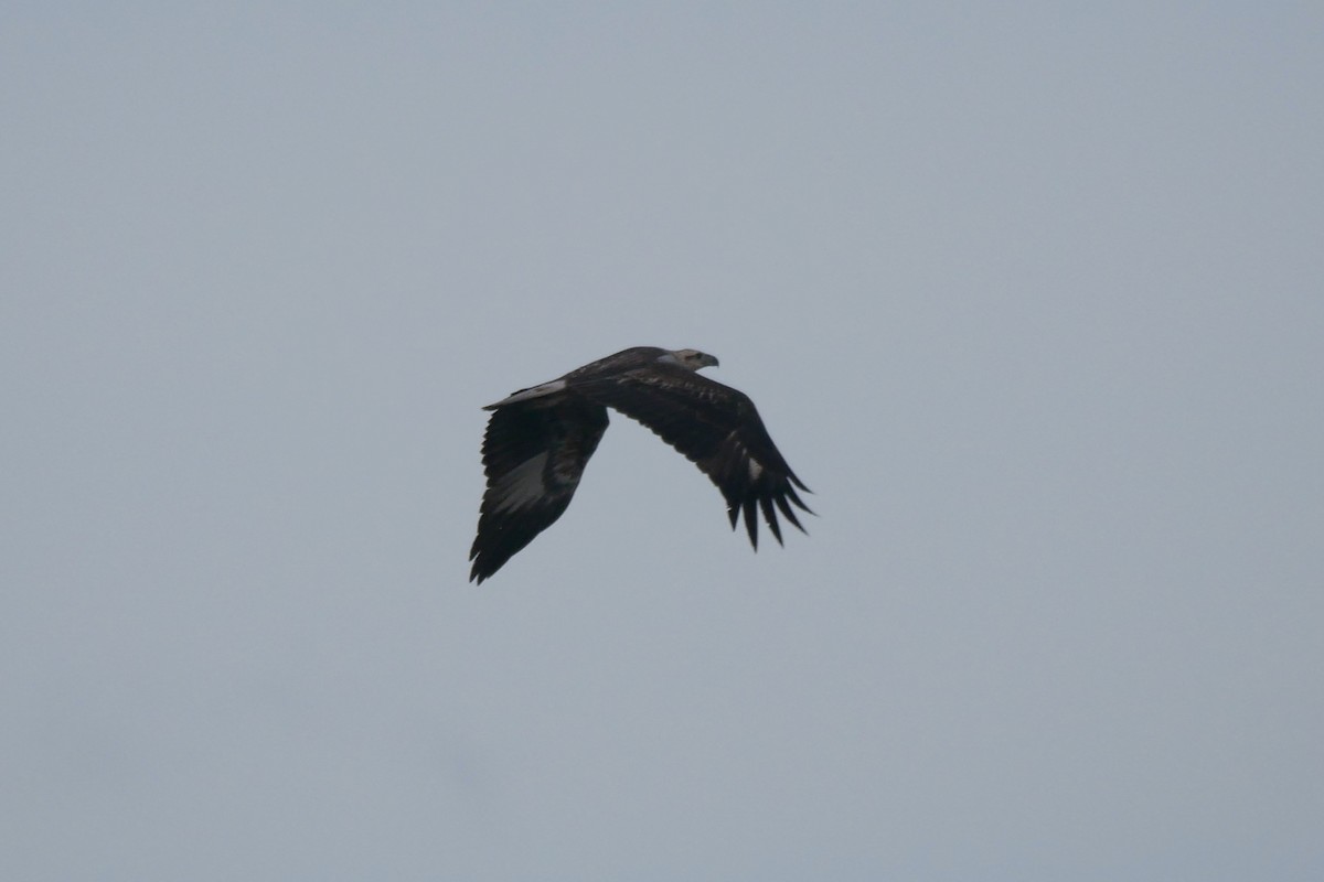 White-bellied Sea-Eagle - ML250264171