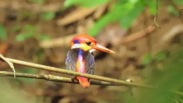 黑背三趾翠鳥 - ML250264201