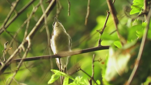 ヒタキサンショウクイ - ML250265771