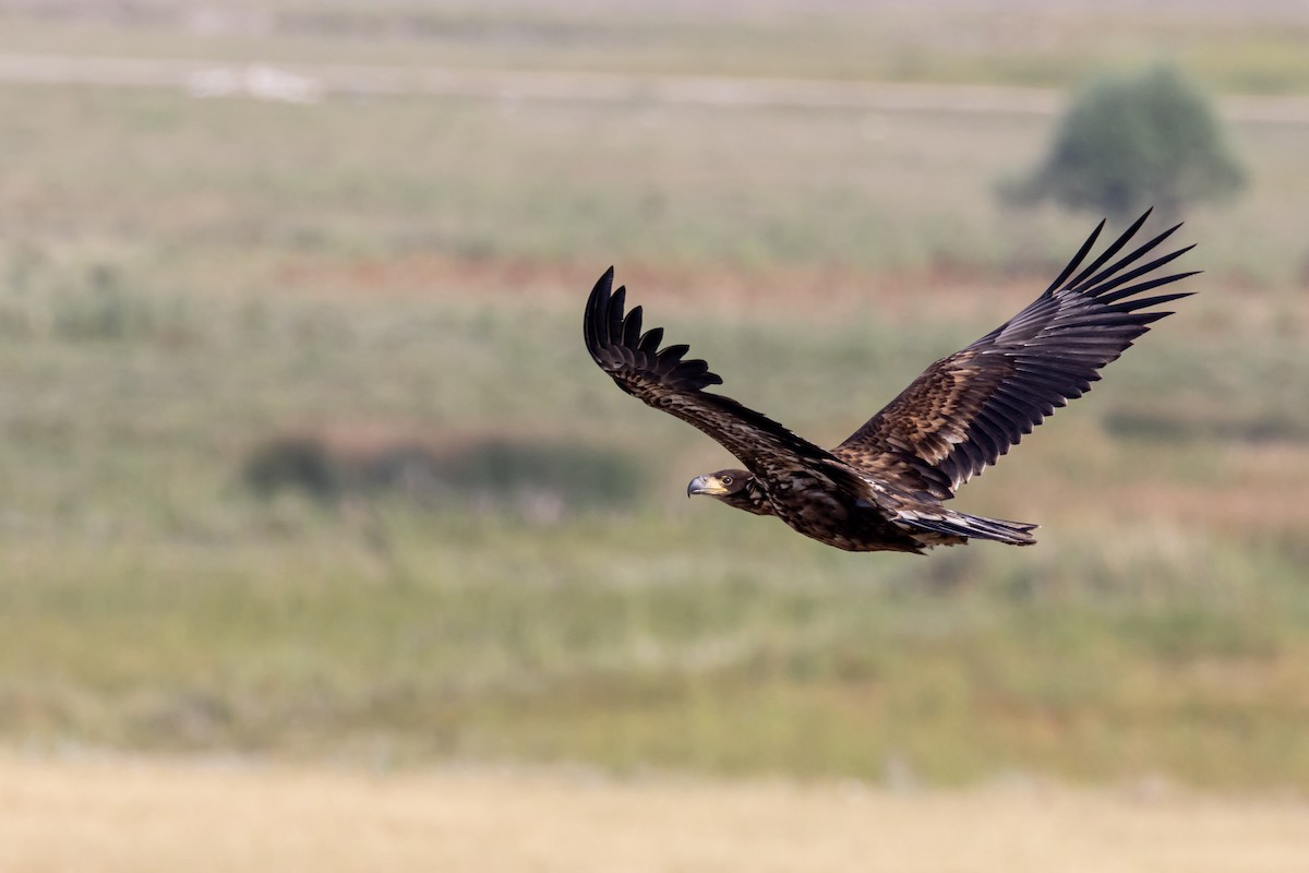 White-tailed Eagle - ML250265821