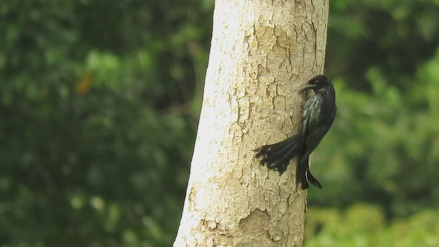 Drongo bronzé - ML250265941