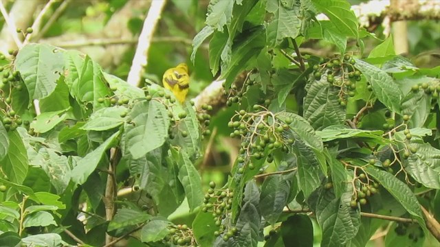 Black-headed Bulbul - ML250265981