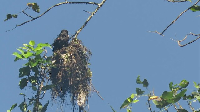 Dusky Broadbill - ML250267111