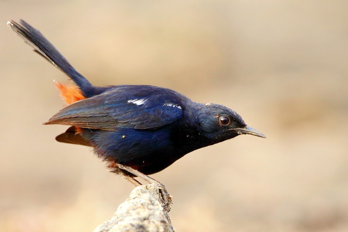 Indian Robin - Novelkumar M S