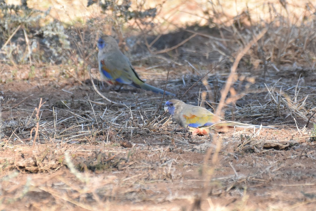 Perico Cariazul - ML250267901