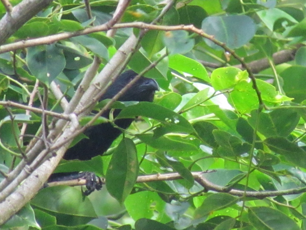 Philippine Coucal - ML250268331