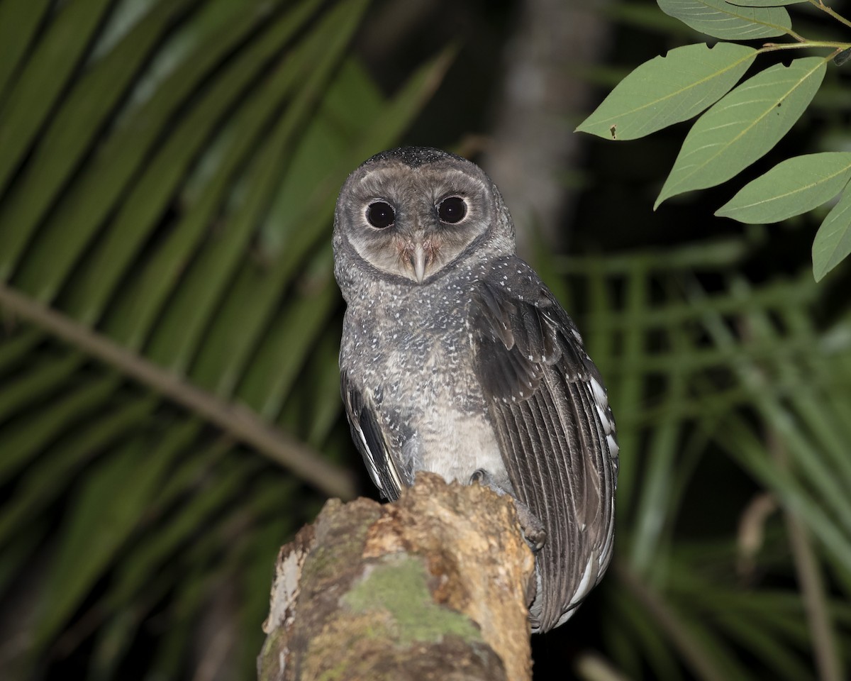 Sooty Owl - ML250268551