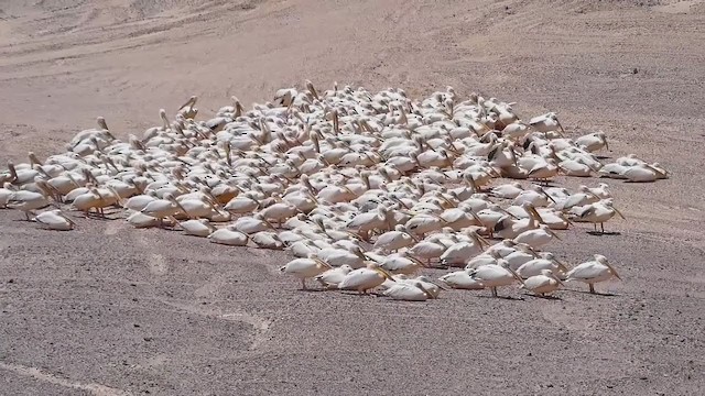 Great White Pelican - ML250270371