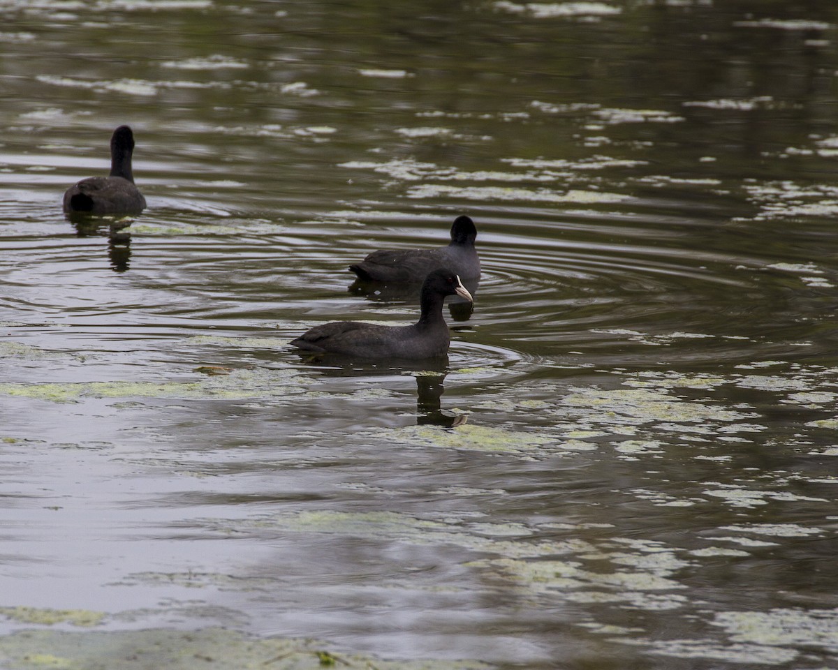 Eurasian Coot - David Howe & Rosanne Dawson