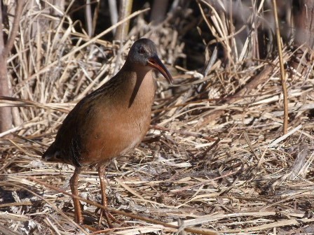 Virginia Rail - ML25027291