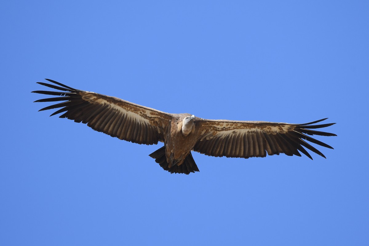 Eurasian Griffon - ML250273151