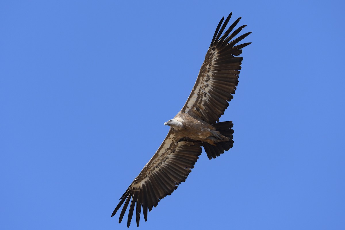 Eurasian Griffon - Santiago Caballero Carrera