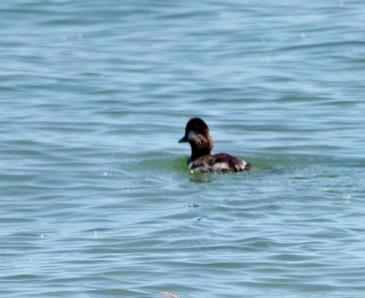 Bufflehead - ML250274211