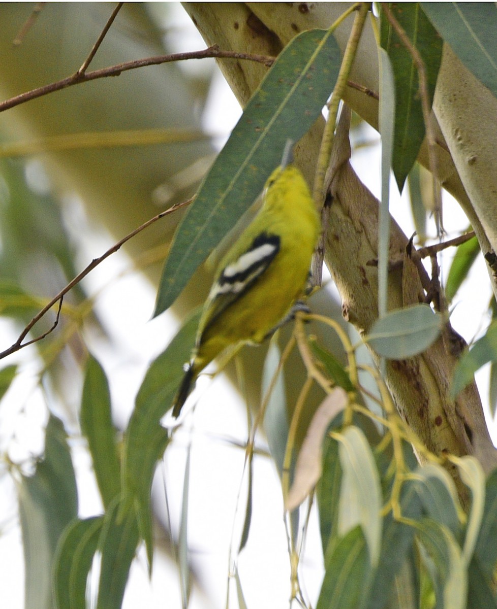 Common Iora - ML250274381