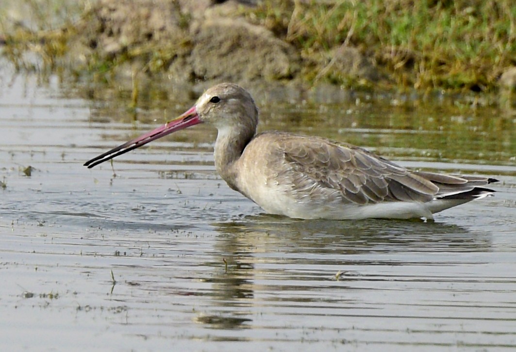 Black-tailed Godwit - ML250274761