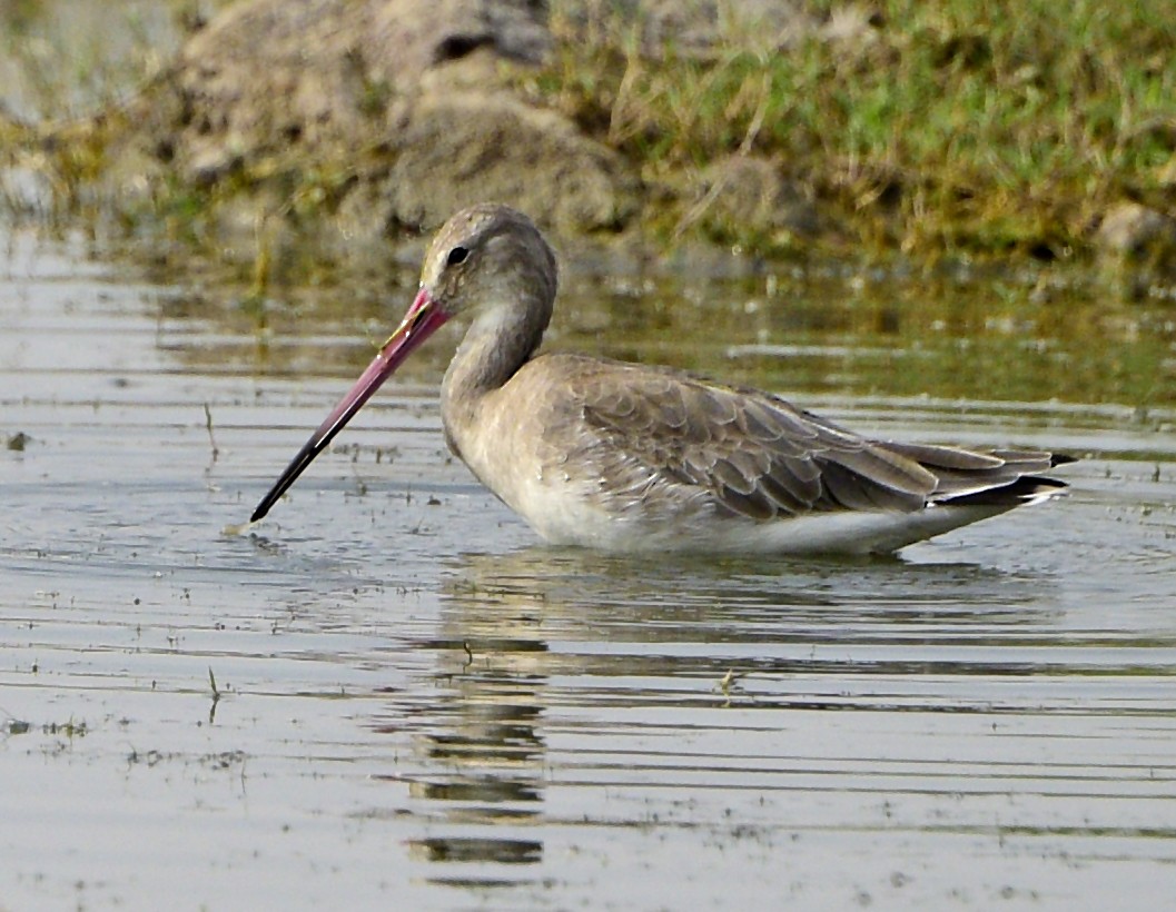 Black-tailed Godwit - Savithri Singh