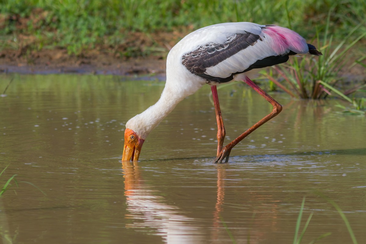 Painted Stork - ML250275451