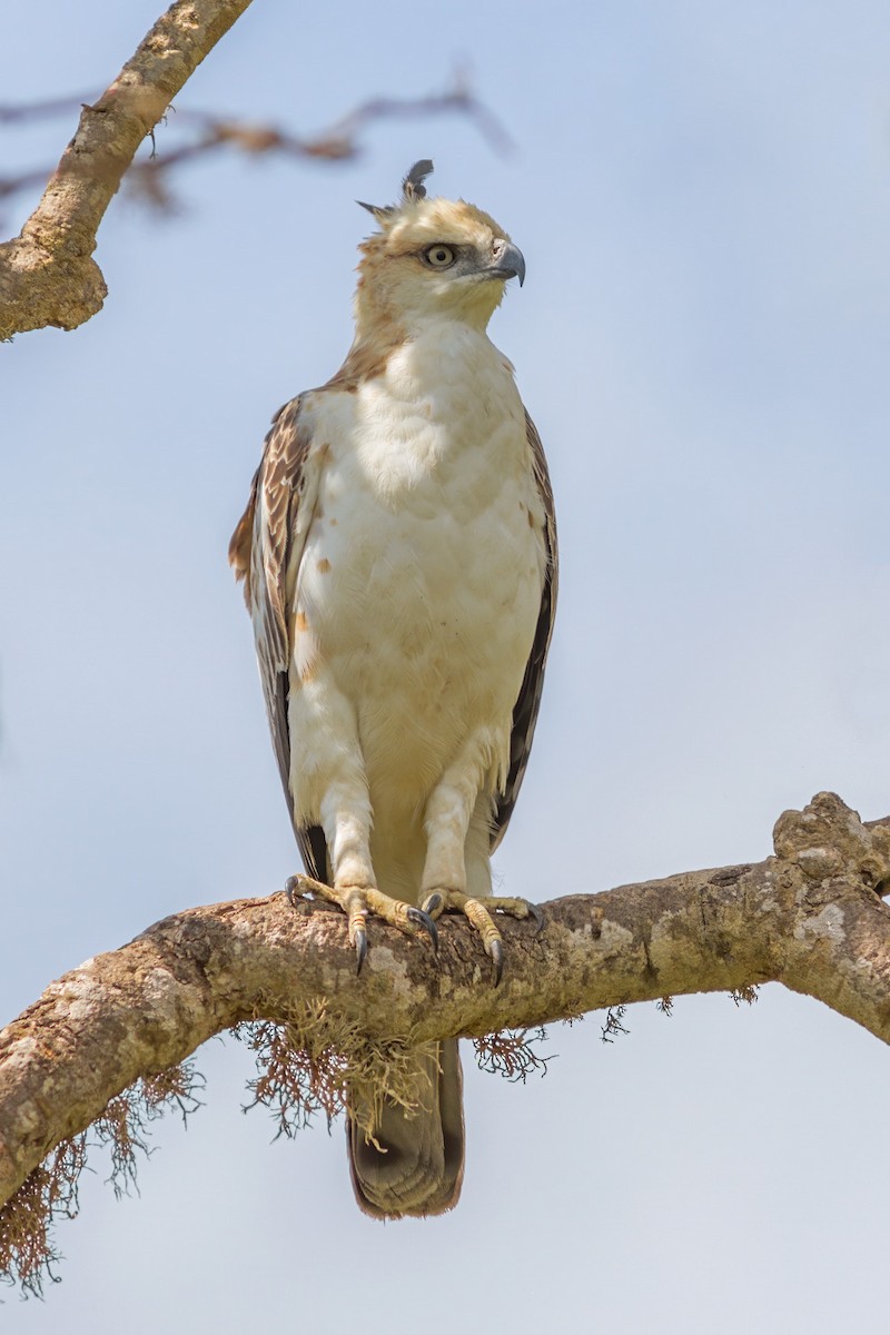 Changeable Hawk-Eagle (Crested) - ML250275791