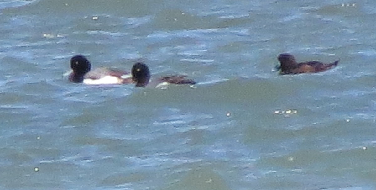Greater Scaup - ML25027581