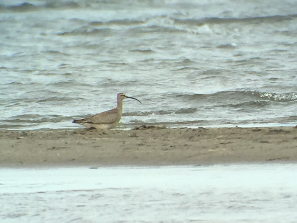 Whimbrel - Clem Nilan