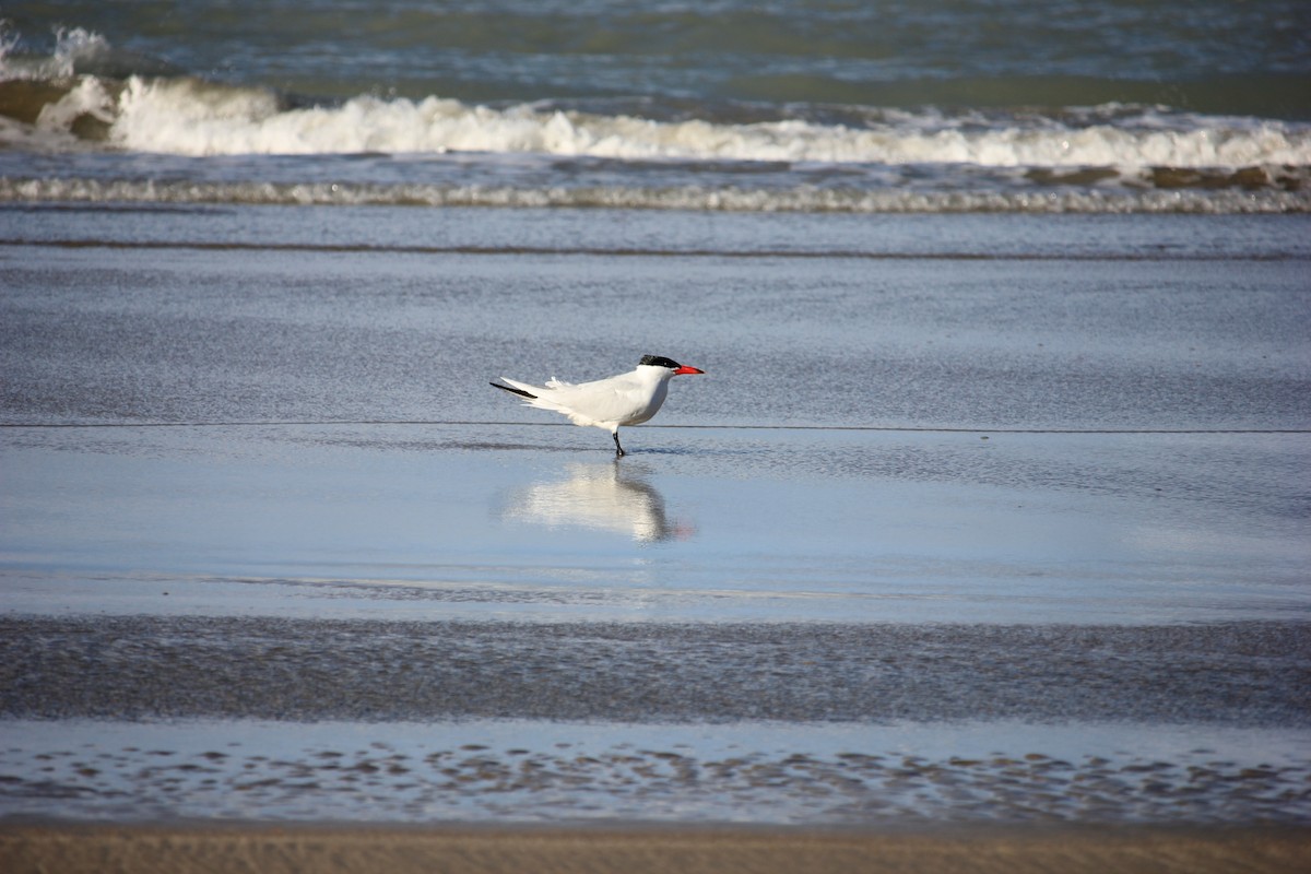 Caspian Tern - Darron Gedge