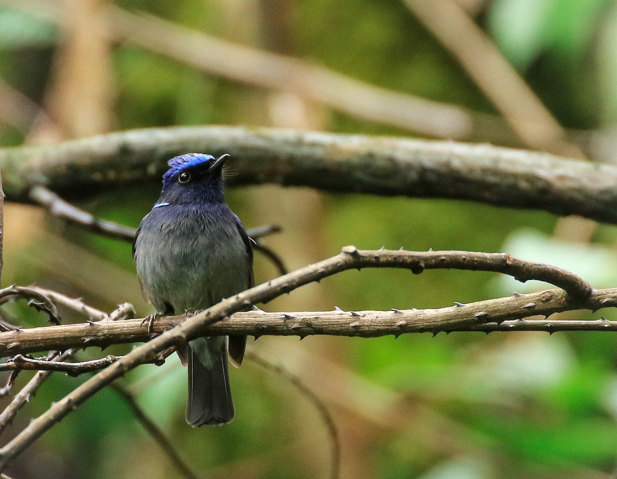 Feenblauschnäpper - ML250277201