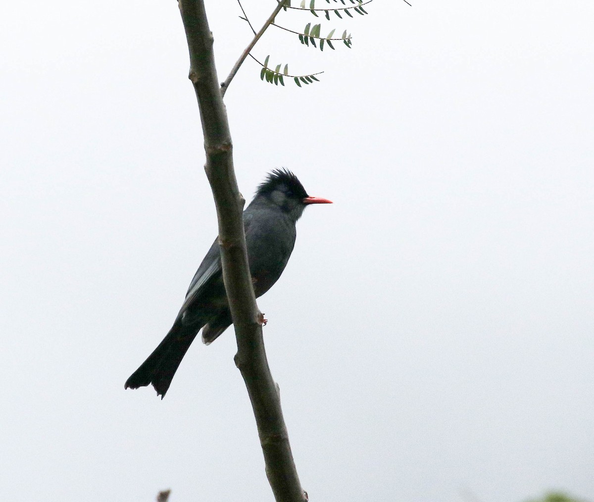 Bulbul Negro - ML250277511