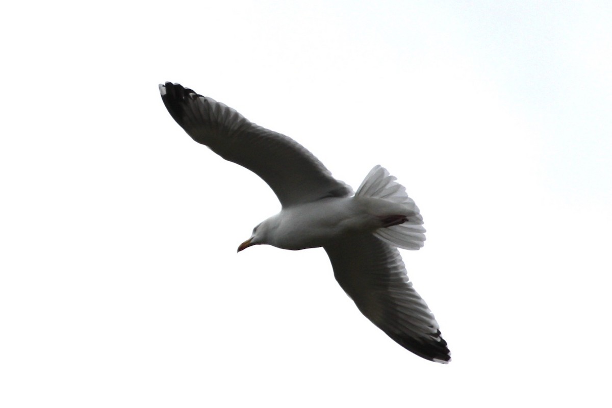 Great Black-backed Gull - Andrew William