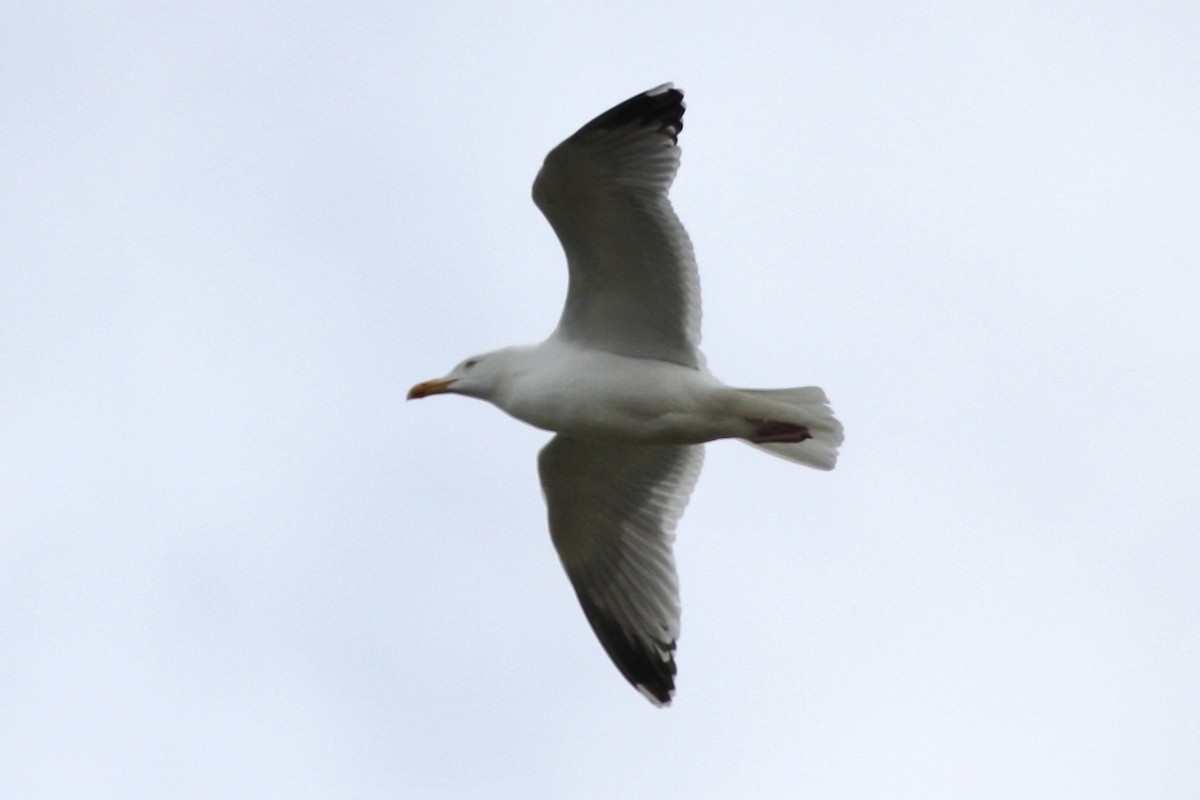 Great Black-backed Gull - ML250277741