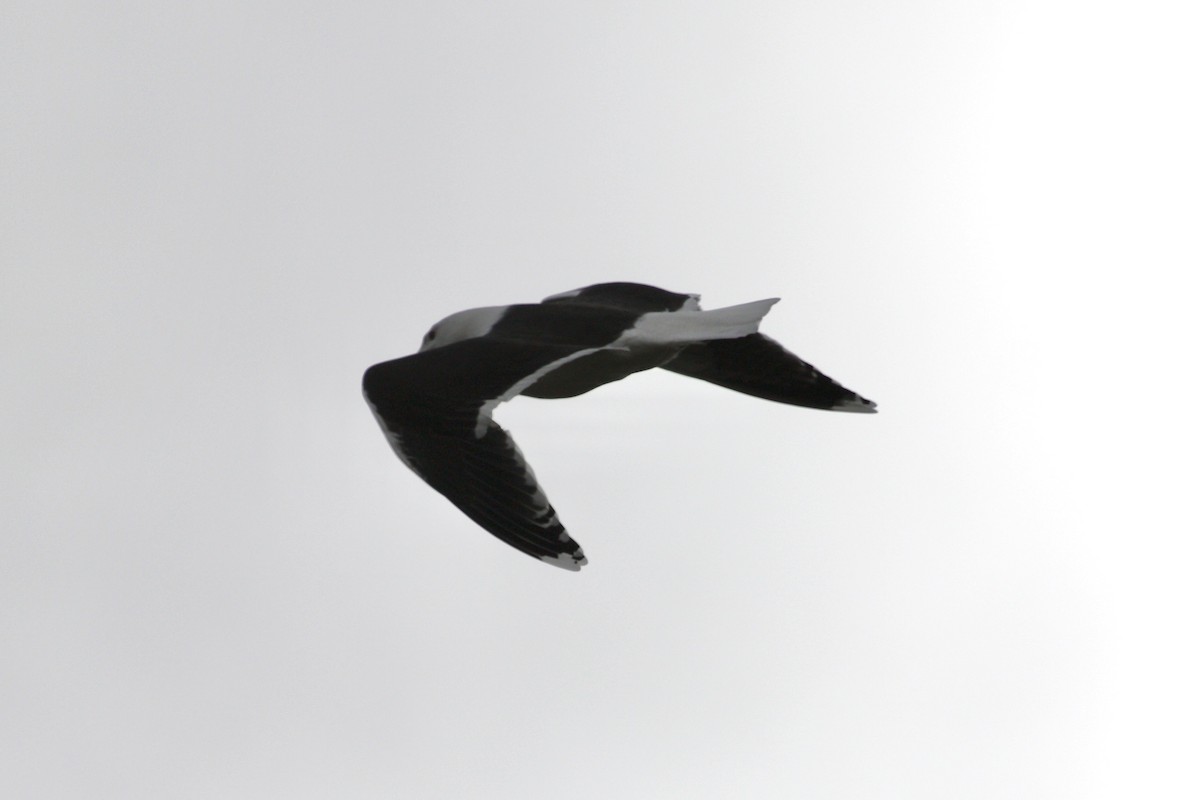 Great Black-backed Gull - ML250277751