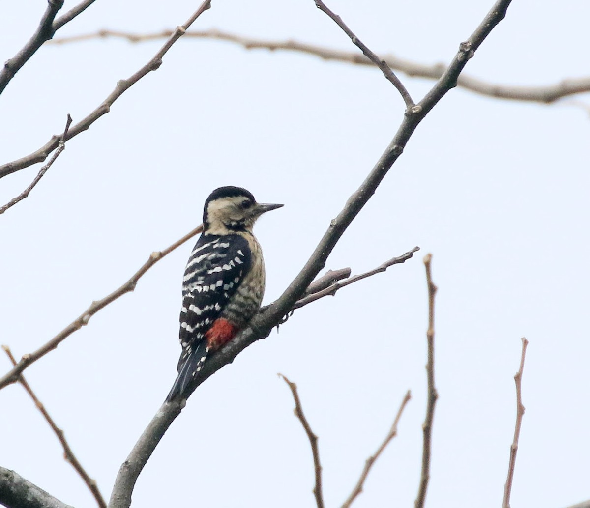 Fulvous-breasted Woodpecker - Nayana Amin