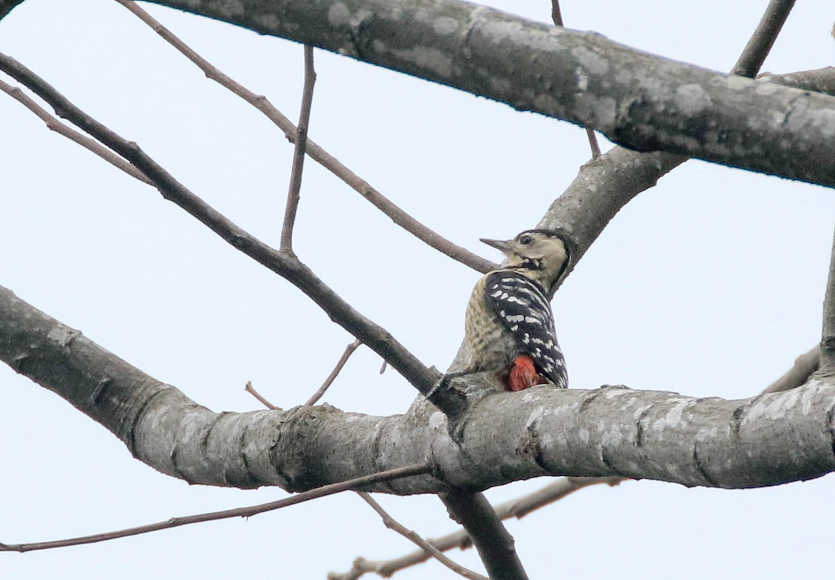 Fulvous-breasted Woodpecker - Nayana Amin