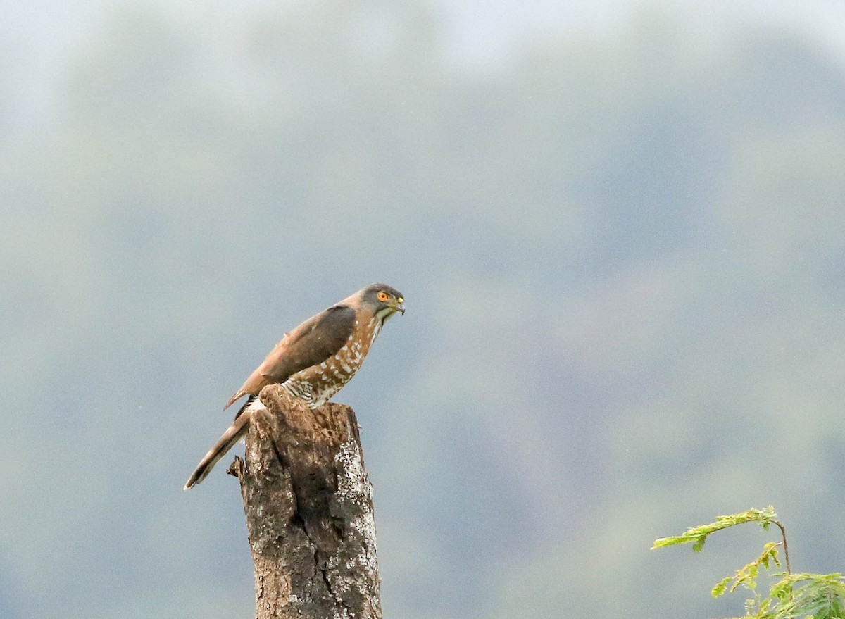 Crested Goshawk - Nayana Amin