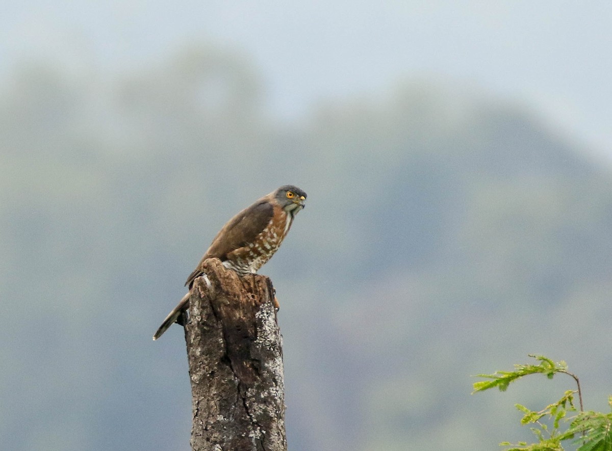 Crested Goshawk - Nayana Amin