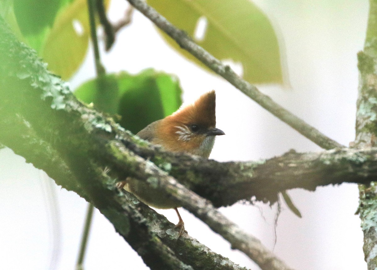 White-naped Yuhina - ML250278181