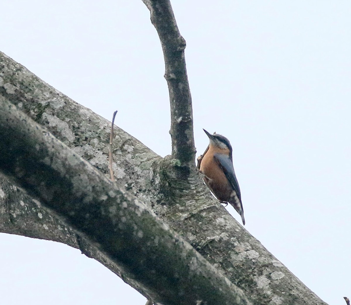 Chestnut-bellied Nuthatch - ML250278501