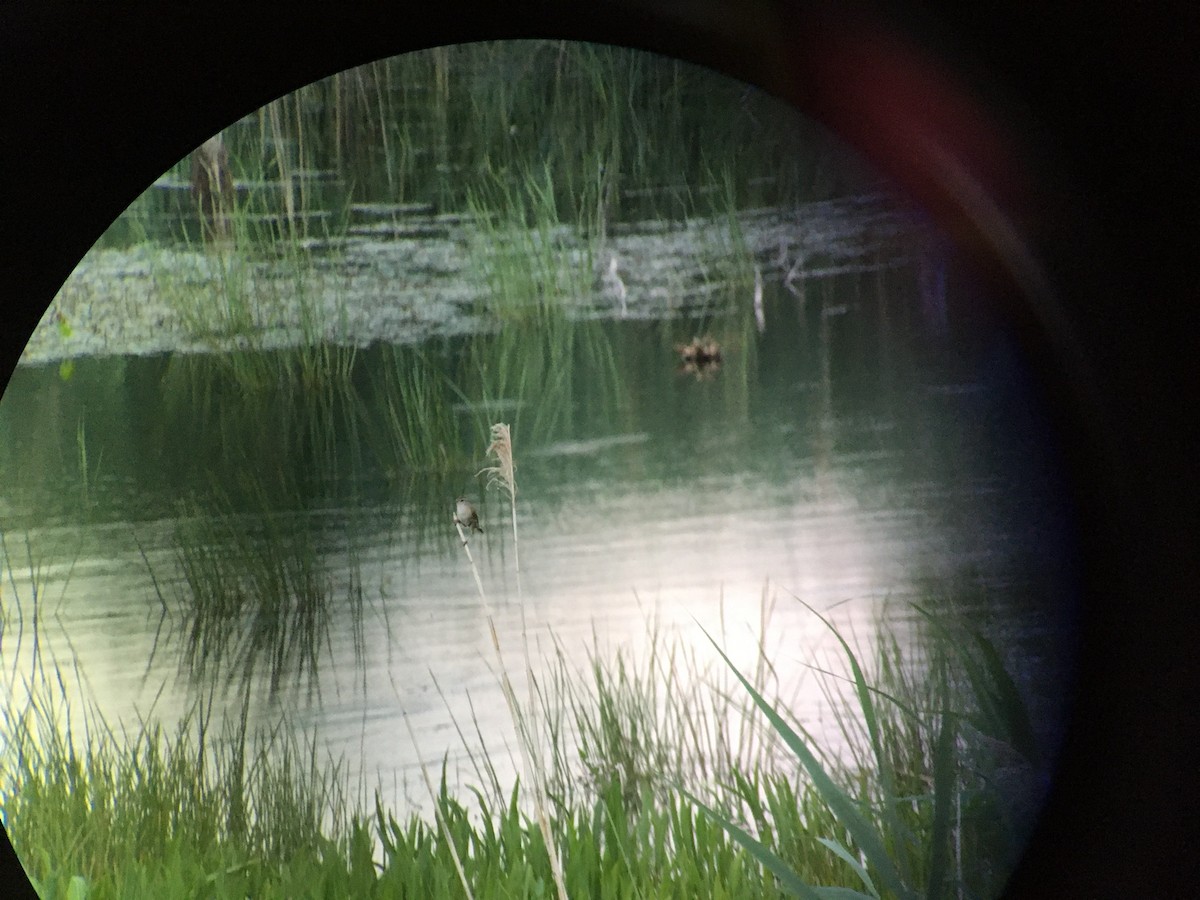 Marsh Wren - ML250280341