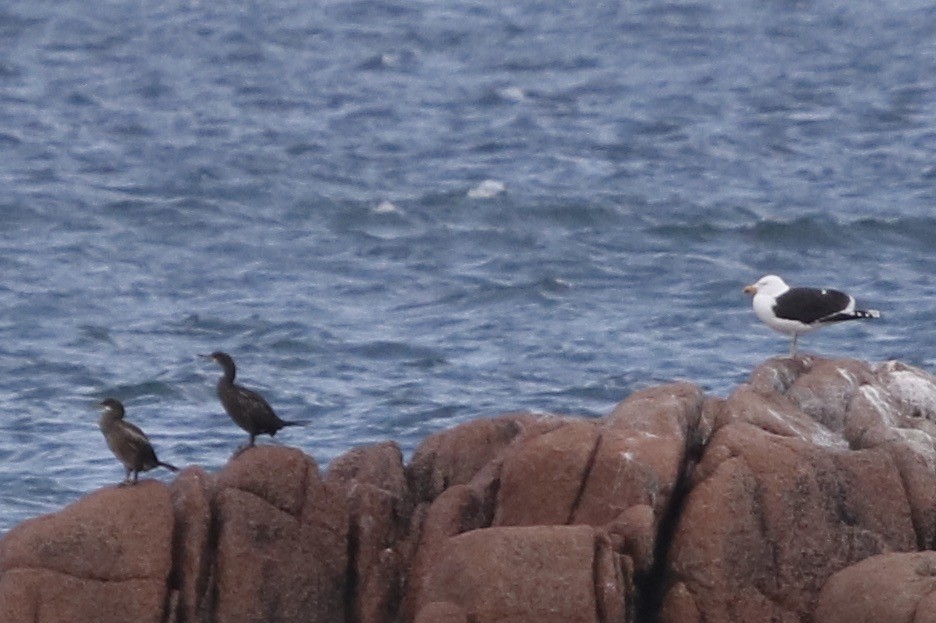 Great Black-backed Gull - ML250280831