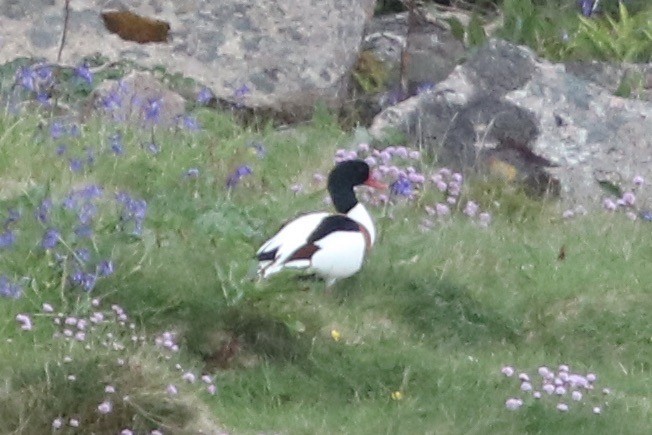 Common Shelduck - ML250280931