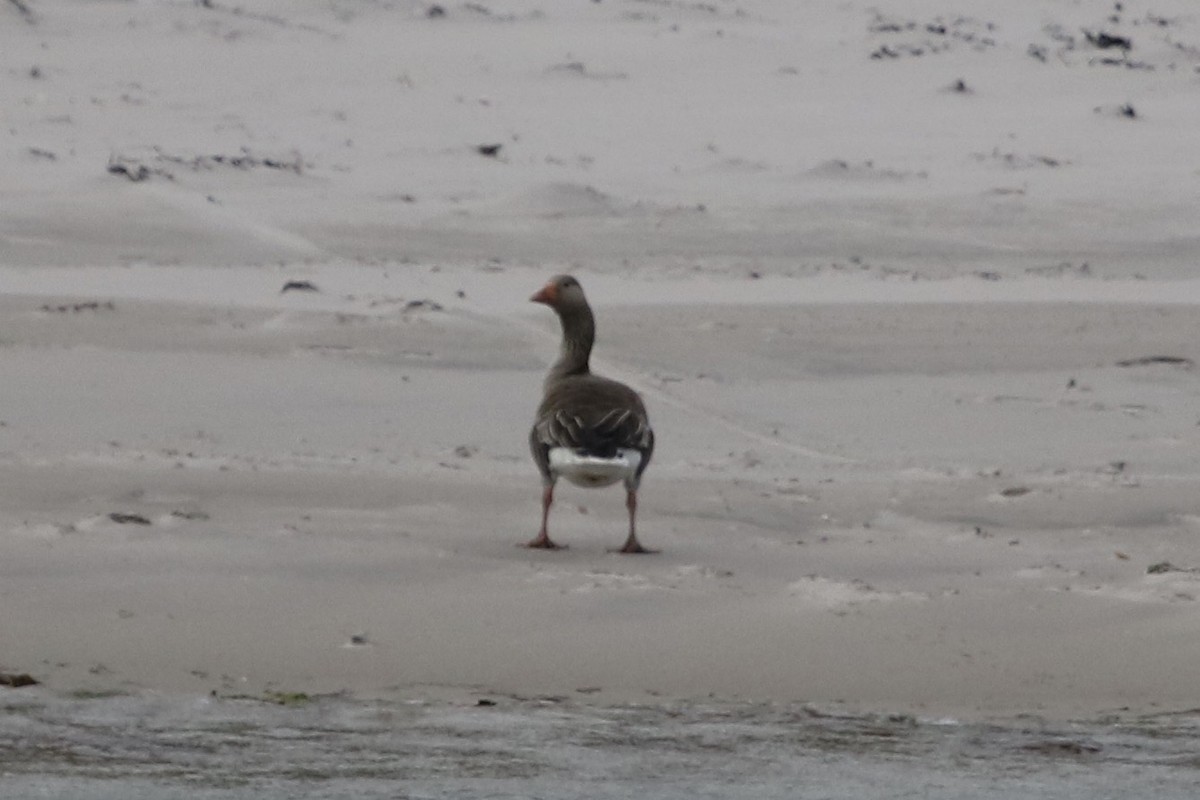 Graylag Goose - ML250280981