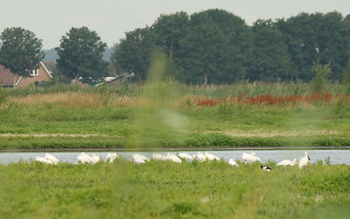 Spatola - ML250281071