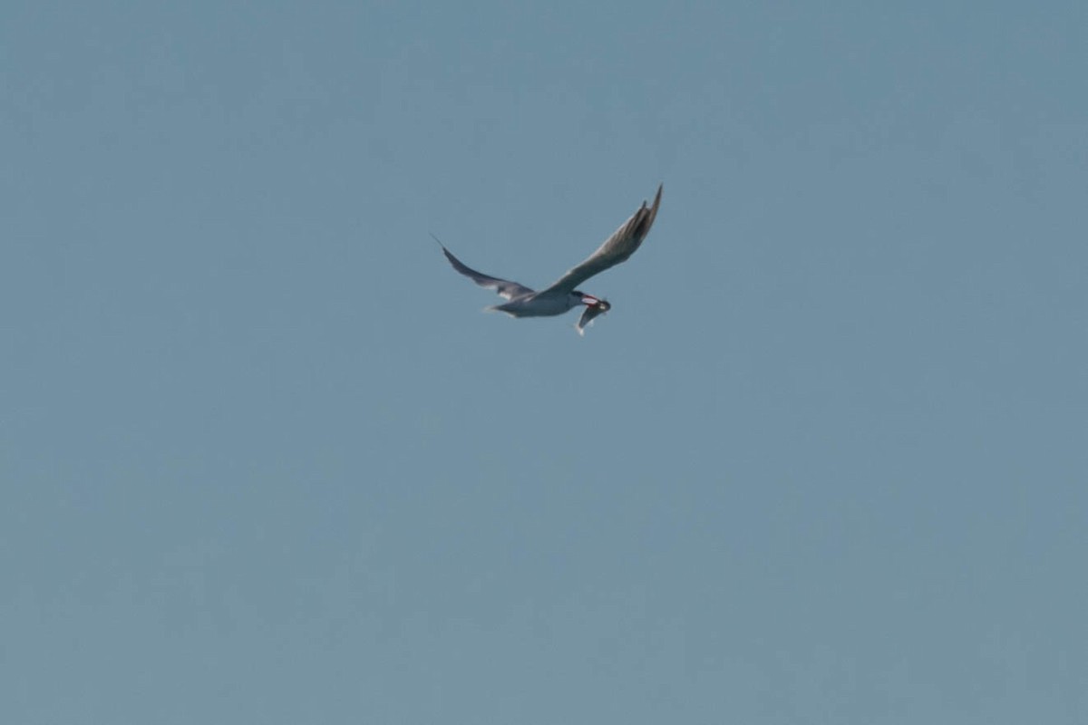 Caspian Tern - ML250282341