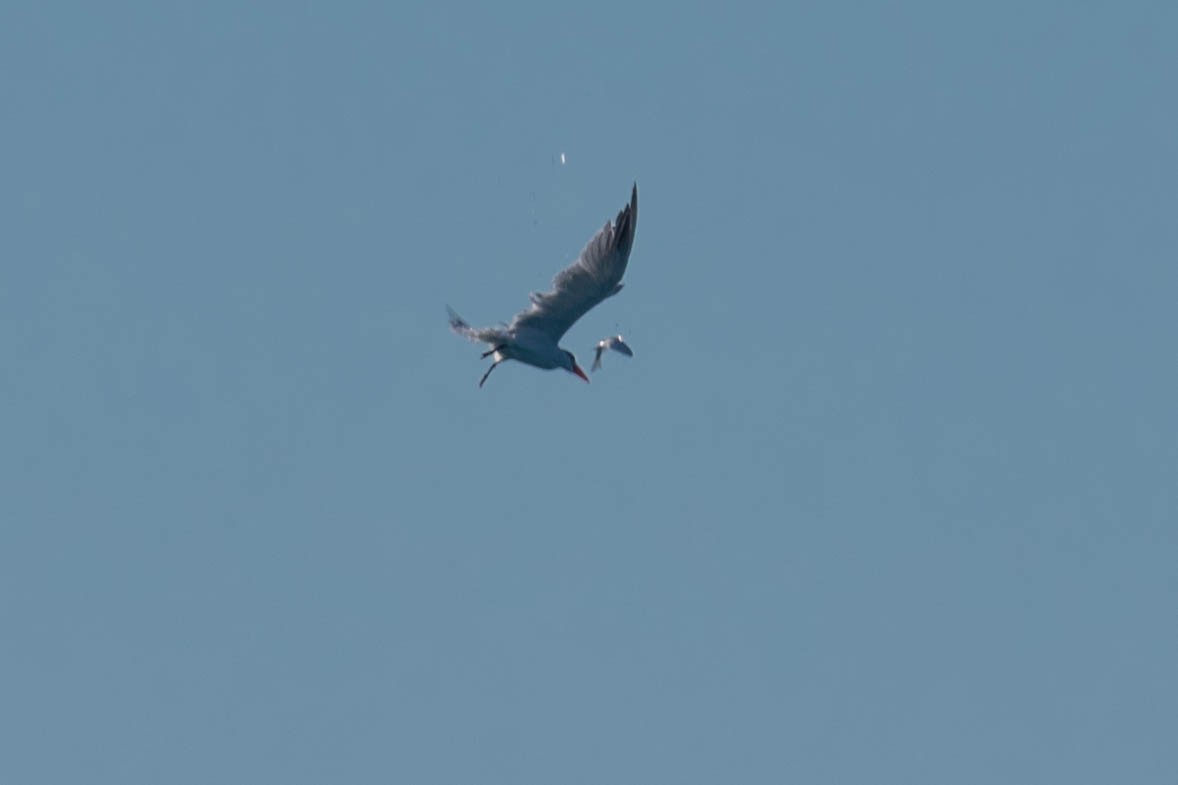 裏海燕鷗 - ML250282361