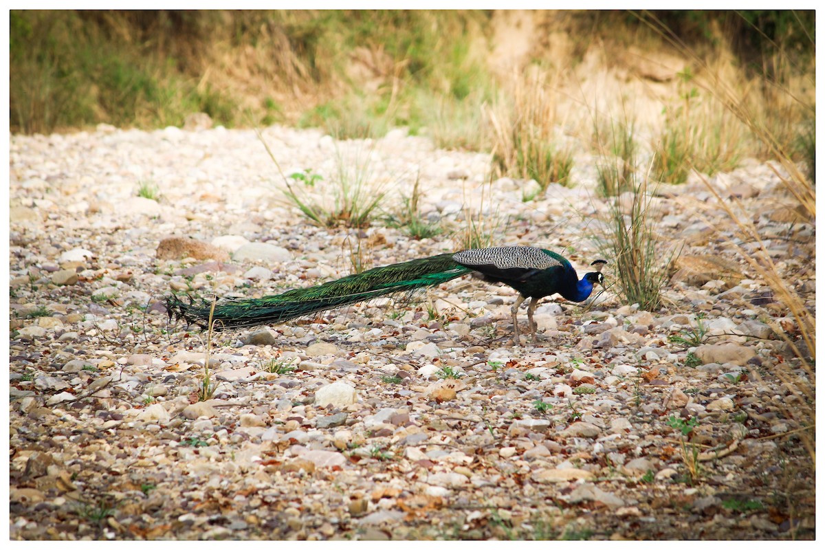 Indian Peafowl - ML250282701
