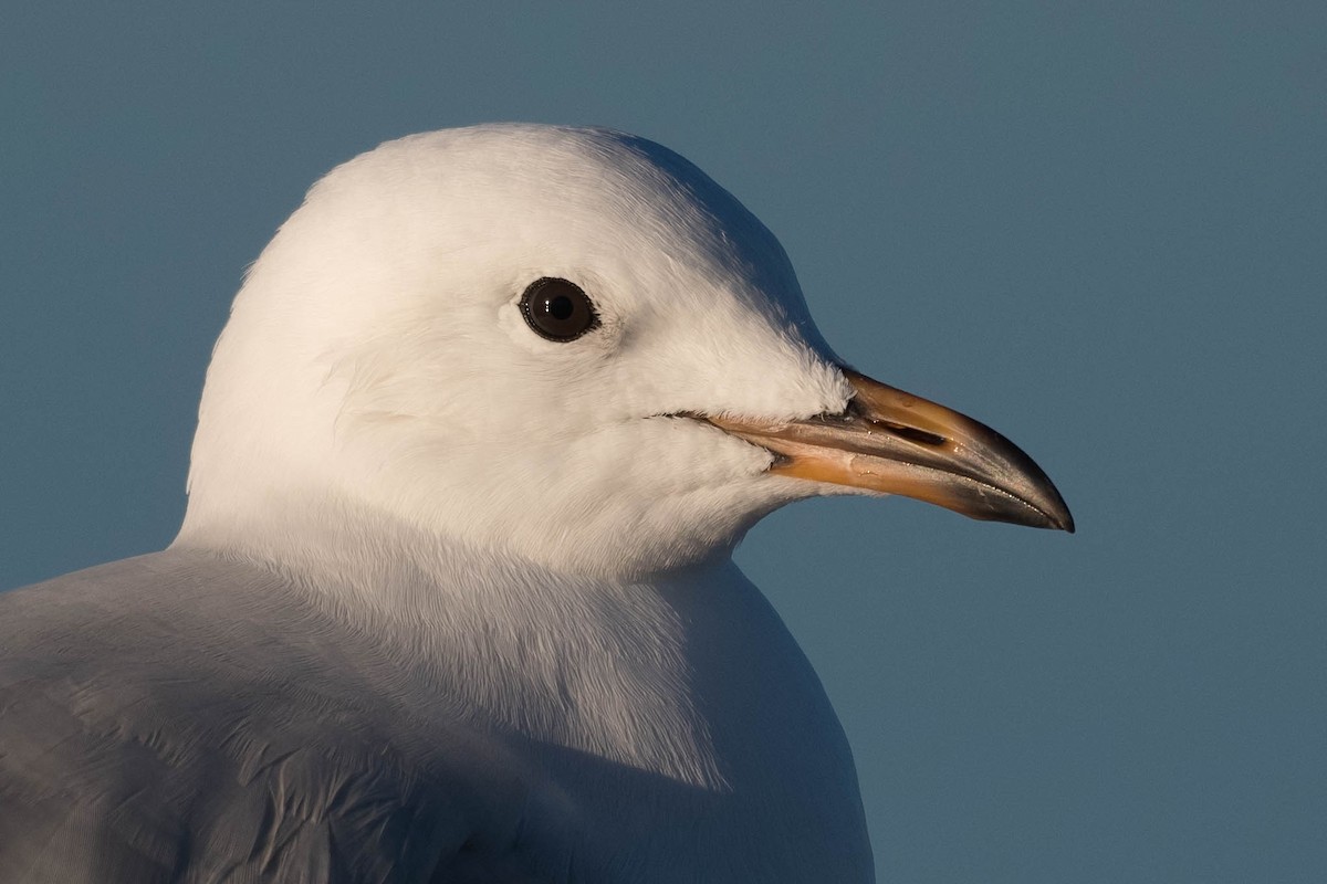 Silver Gull - ML250282771